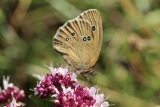 Brauner Waldvogel (4)